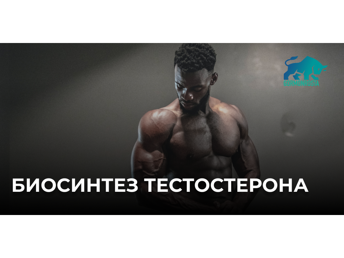 Биосинтез тестостерона