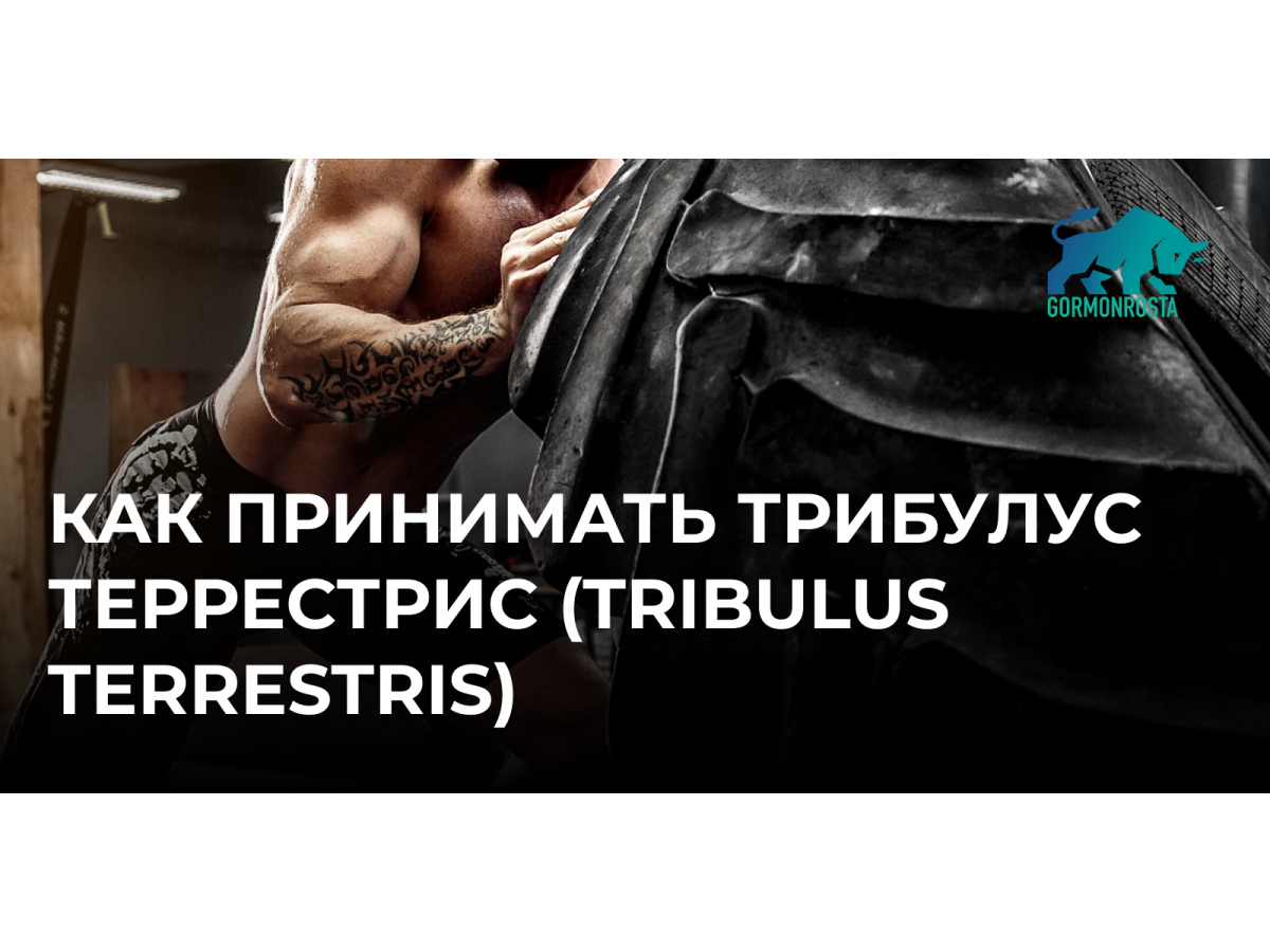 Как принимать Трибулус Террестрис (Tribulus Terrestris)