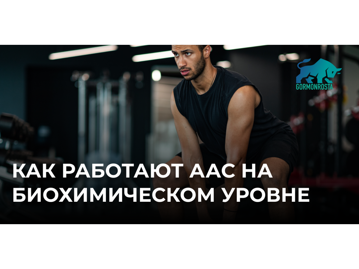 Как работают ААС на биохимическом уровне